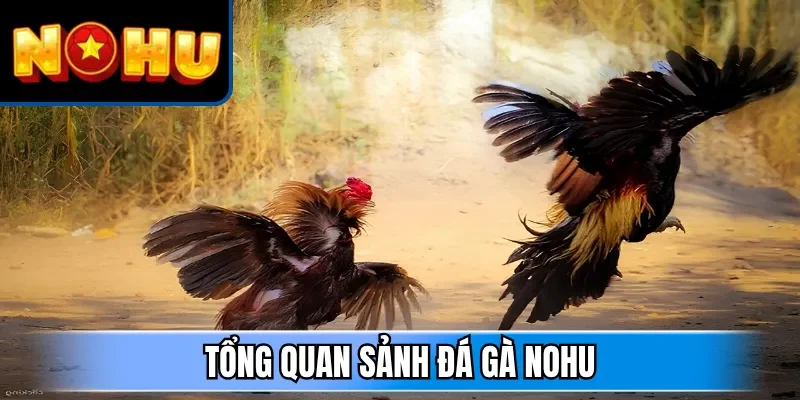 Tổng quan sảnh đá gà NOHU